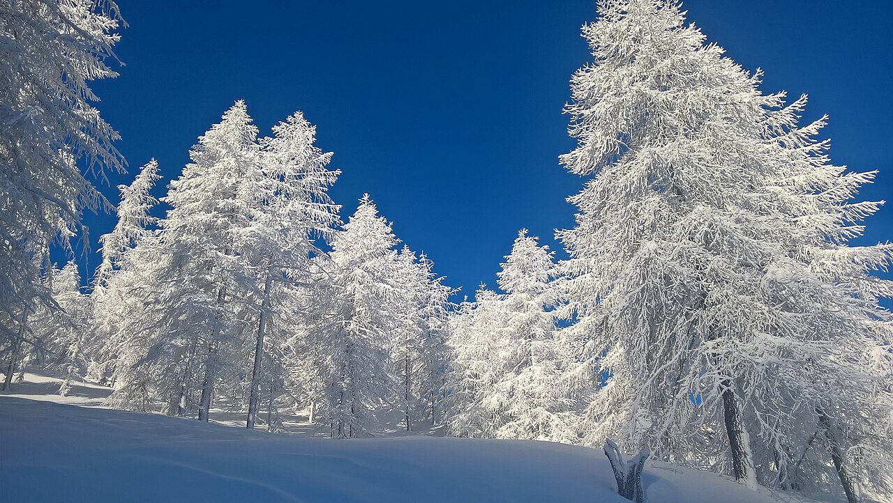 Il bosco sopra il paese